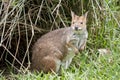 This is ared-legged pademelon