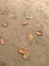 Dry leaf autumn beach sand beach Royalty Free Stock Photo