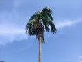 Areka Palm Tree in Sri Lanka Royalty Free Stock Photo
