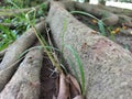 arella red ants nesting in a tree