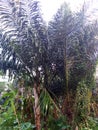 Arenga pinnata or Malay sago palm Royalty Free Stock Photo