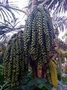 Arenga pinnata or Malay sago palm Royalty Free Stock Photo