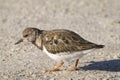 Arenaria interpres, ruddy turnstone