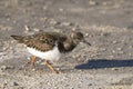 Arenaria interpres, ruddy turnstone