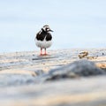 Arenaria interpres, Turnstone