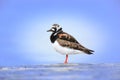 Arenaria interpres, Turnstone