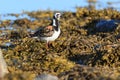 Arenaria interpres, Turnstone