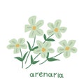 Arenaria vector illustration