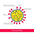 Arenaviridae. Classification of viruses.