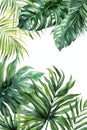 Arenga Palm Leaf, Watercolor tropical Border, watercolor illustration, isolated on solid white background Royalty Free Stock Photo