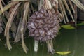 Arenga pinnata is the fruit of the palm family. Royalty Free Stock Photo