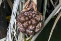 Arenga pinnata is the fruit of the palm family. Royalty Free Stock Photo