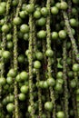 Arenga pinnata palm seed background texture Royalty Free Stock Photo