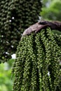 Arenga pinnata palm seed Royalty Free Stock Photo