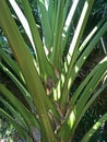 Arenga pinnata palm tree or Sugar Palm Royalty Free Stock Photo