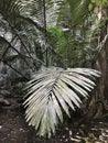 Arenga pinnata or Sugar palm or Arenga palm or Black-fiber palm or Gomuti palm or Kaong in Thailand.