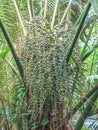 Arenga pinrata, Arecaceae family at huppatad forest Royalty Free Stock Photo