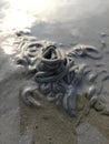Arenicola marine di pasir pantai