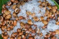 Areola babylon or spotted babylon in the seafood market. Fresh Spotted Babylon on a tray and container with ice on shell in market Royalty Free Stock Photo