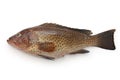 Areolate grouper Royalty Free Stock Photo