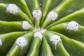 Areoles of a cactus