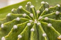 Areoles of a cactus plant