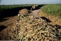 sugar cane ,harvest truc in tucuman argentina Royalty Free Stock Photo