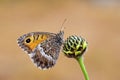 Arethusana arethusa , the false grayling butterfly , butterflies of Iran