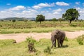 Arfican elephant in Masai Mara National Park. Kenya, Africa Royalty Free Stock Photo