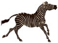 Arfican zebra gallops.