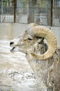 Argali Royalty Free Stock Photo