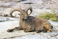Argali artiodactyl ram mammal Bovid horn Royalty Free Stock Photo