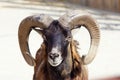 Argali Royalty Free Stock Photo