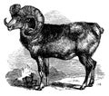 Argali I Antique Animal Illustrations