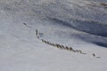 Argali Marco Polo. A flock of sheep Marco Polo in the Tien Shan mountains, in winter, Royalty Free Stock Photo