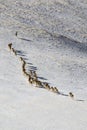 Argali Marco Polo. A flock of sheep Marco Polo in the Tien Shan mountains, in winter Royalty Free Stock Photo