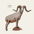 The argali, or the mountain sheep species Ovis ammon, hand draw sketch vector