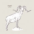 The argali, or the mountain sheep species Ovis ammon, hand draw sketch vector