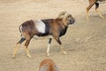 Argali sheep Royalty Free Stock Photo