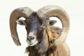 Argali sheep Royalty Free Stock Photo