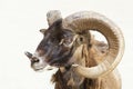 Argali sheep Royalty Free Stock Photo