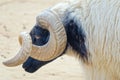 Argali sheep Royalty Free Stock Photo
