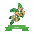 Argan branch with fruits. Vector illustration