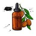 Argan essential oil bottle hand drawn vector illustration. Isola