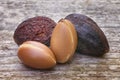 Argan fruit (Argania spinosa), nuts, this seeds is used in cosme