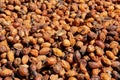 Argan Fruit