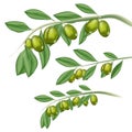 Argan fruit vector and leaf