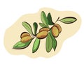 Argan fruits on branch