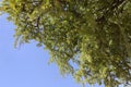 Argan nuts on Argan tree (Argania spinosa). Royalty Free Stock Photo