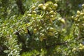 Argan nuts on Argan tree (Argania spinosa). Royalty Free Stock Photo
